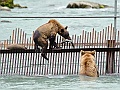 Alaska Wildlife-6